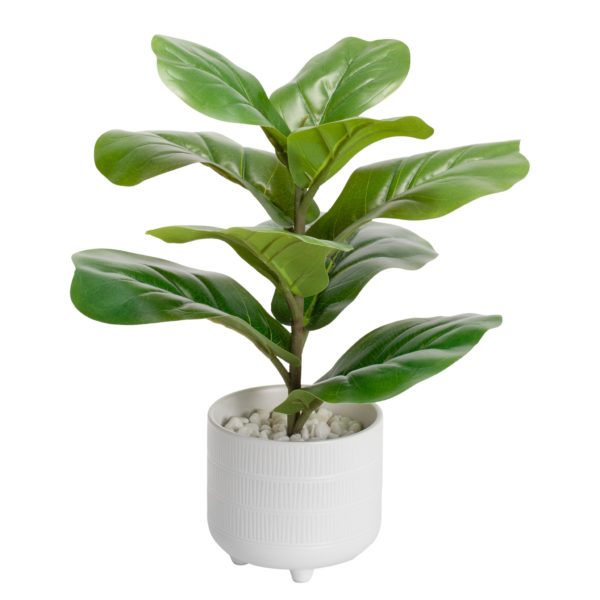 Arrangement 28 - Fiddle Leaf Fig Plant in White Ribbed Vase