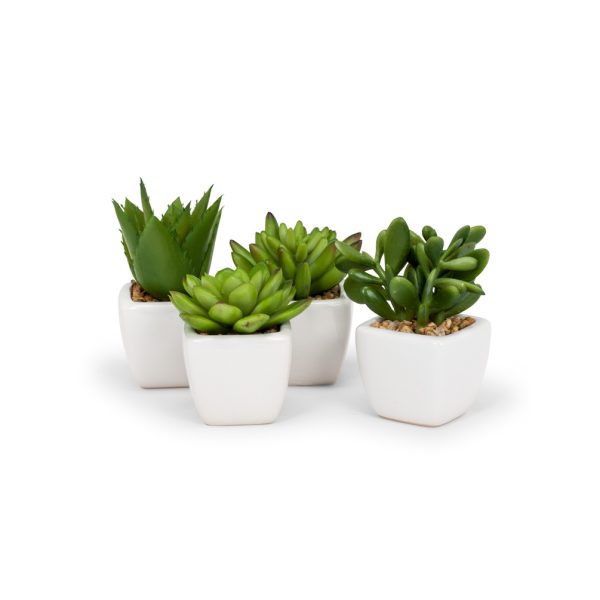 Set of 4 Succulents