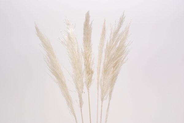 Pampas Grass Ivory Small (Bundle of 6)
