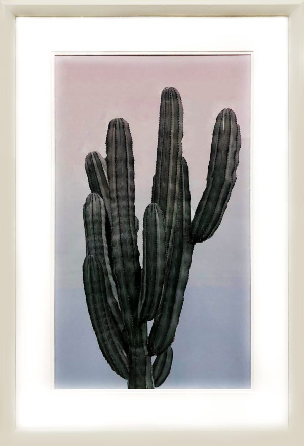 Art - Senita Cactus