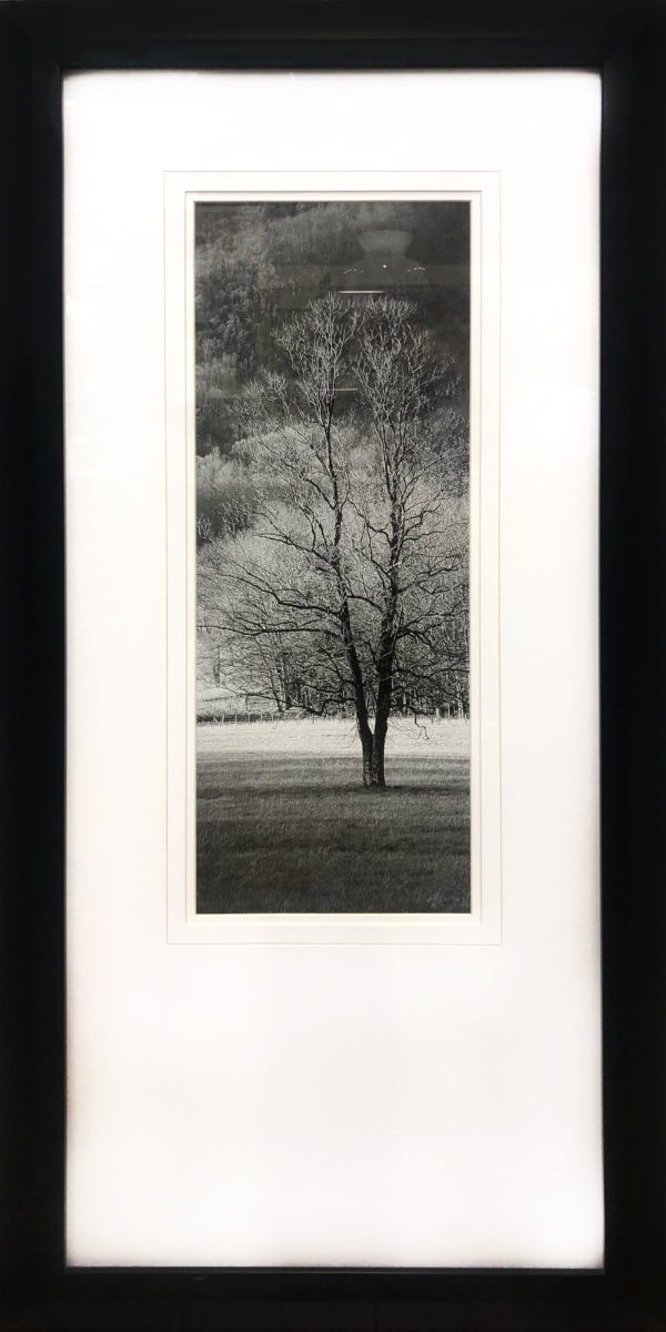 Art - Dry Oak