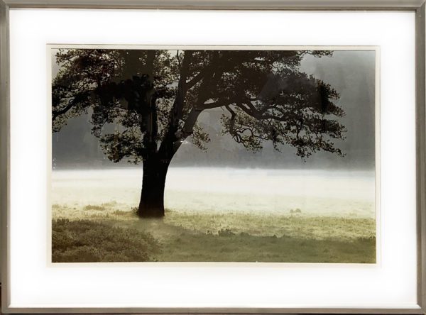 Art - Centennial Tree