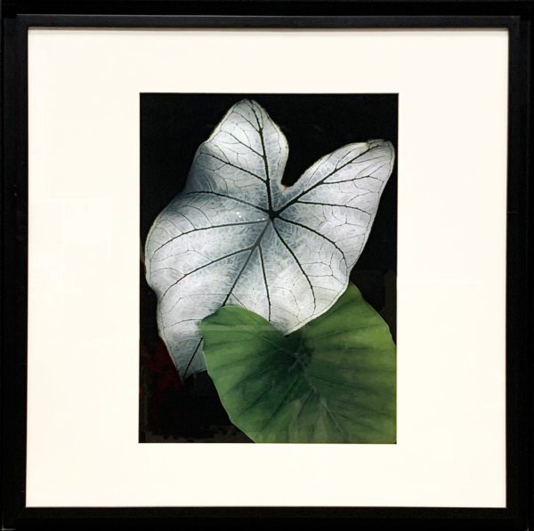 Art - White & Green Leaf