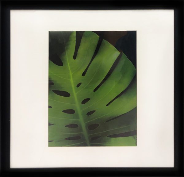 Art - Split Leaf