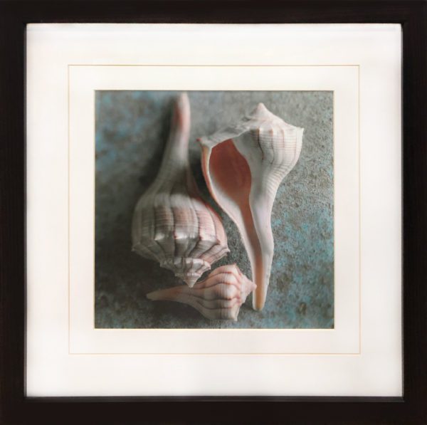 Art - SeaShell