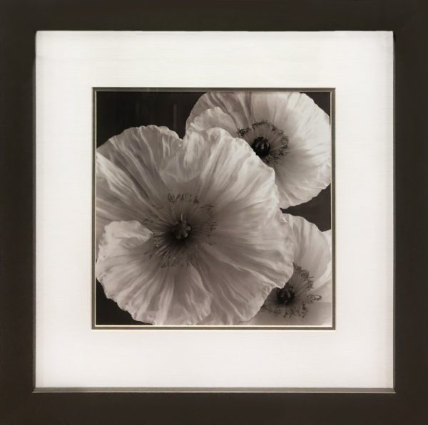 Art - Pansy