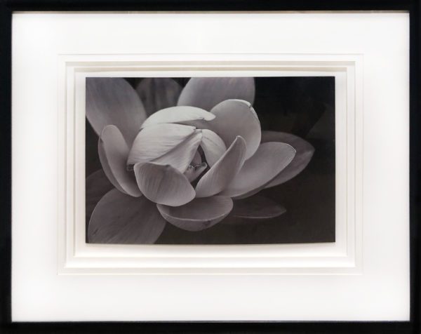 Art - Flowering