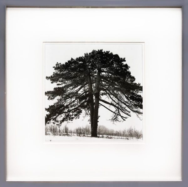 Art - Oak Tree