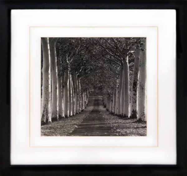 Art - Woodscape Small