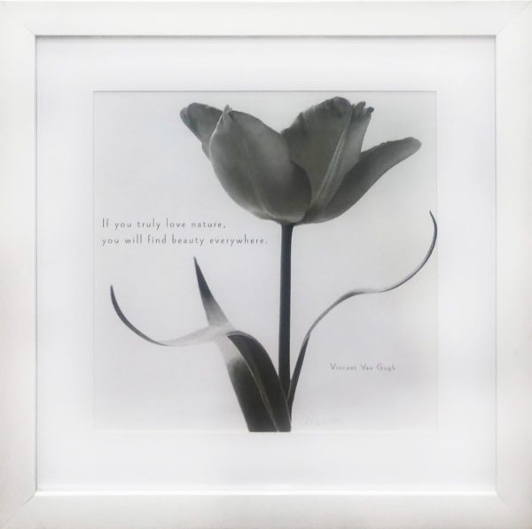 Art - La Belle Tulip I
