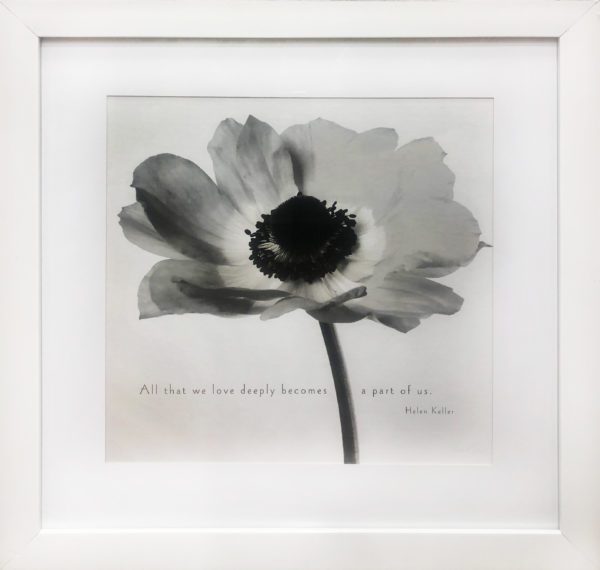 Art - La Belle Tulip II