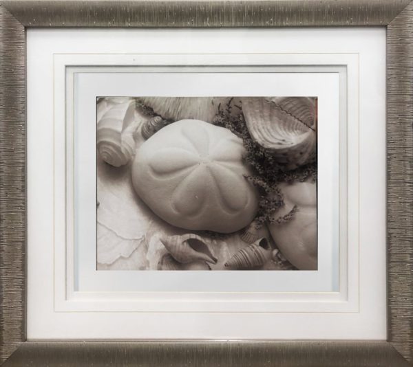 Art - Shells