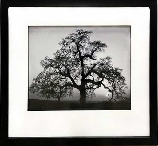 Art - Vintage Tree