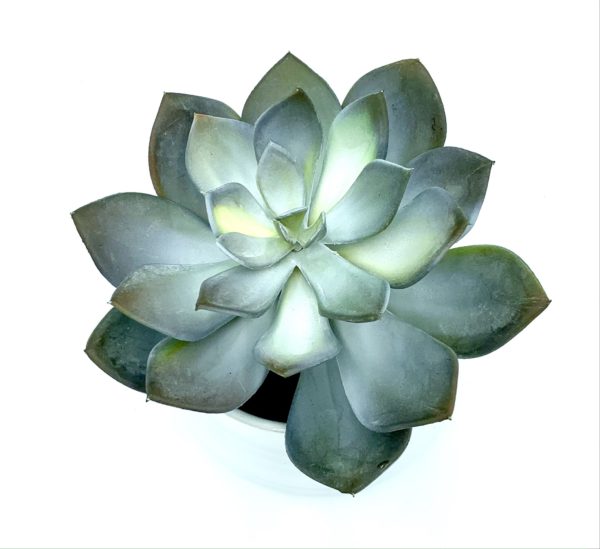 Arrangement 31 - Cactus in Round White Vase - Image 2