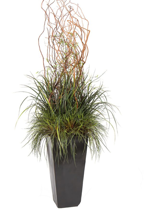 Plant 02