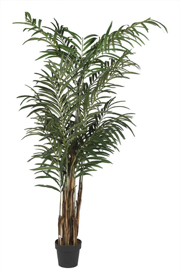 Plant 01