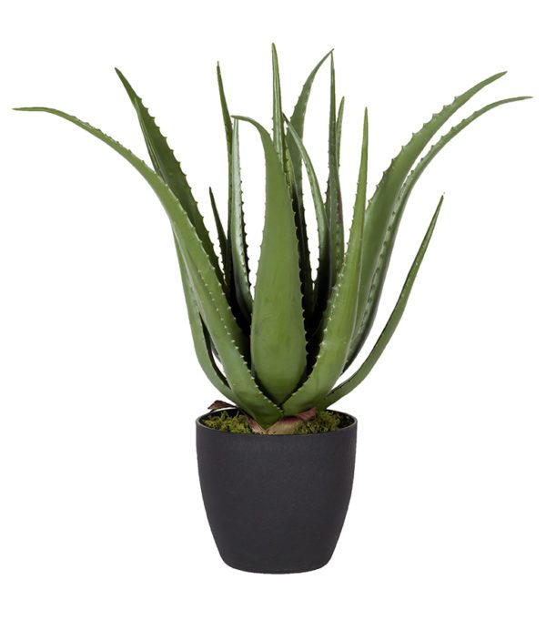 Plant 03 - Aloe Vera Plant