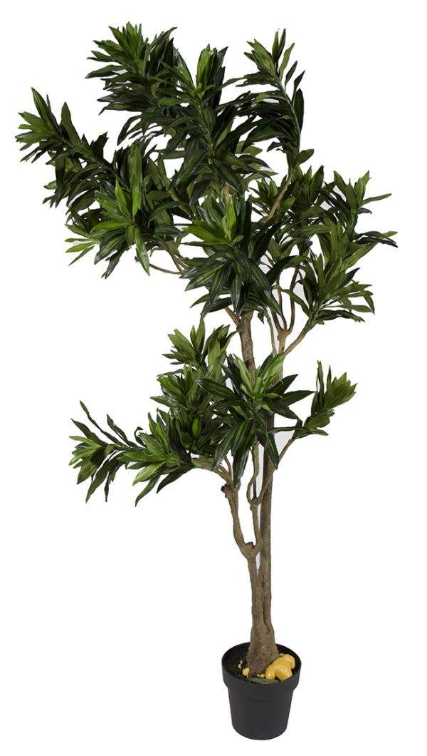 Plant 05