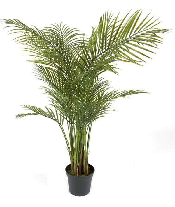 Plant 04