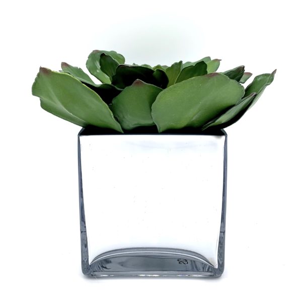 Arrangement 08 - Large Cactus in Square Mirrored Vase