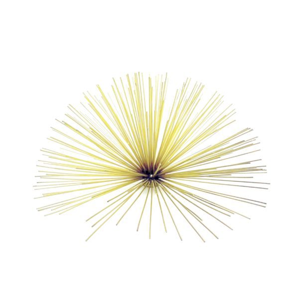 Gold Urchin Large (13")