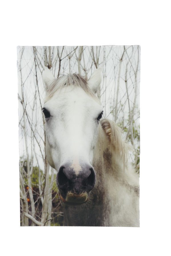 Art - White Horse