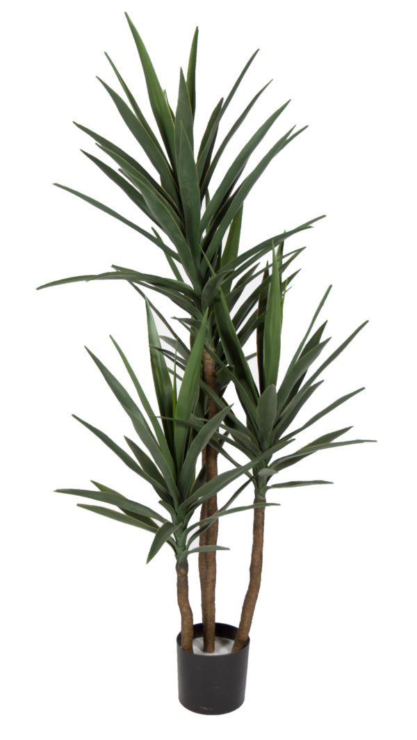 Plant 07 - Yucca