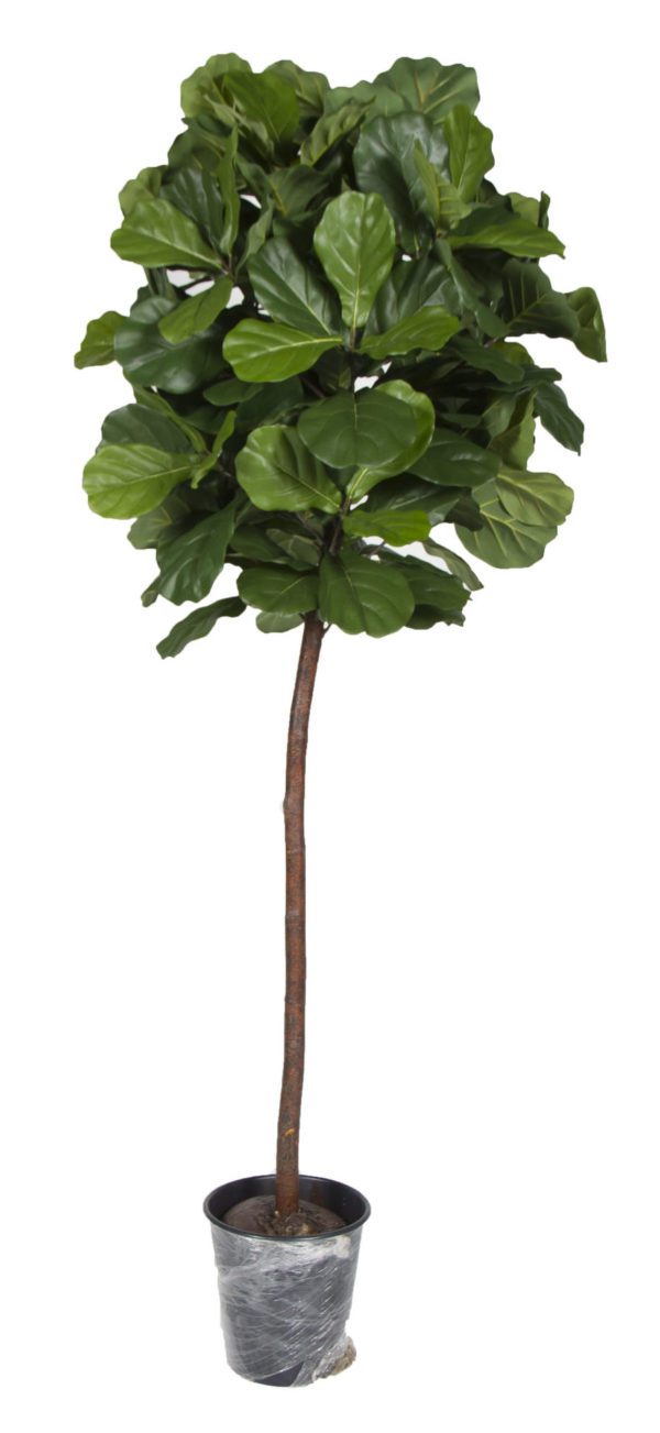 Plant 08 - Fig Tree Short