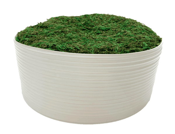 Arrangement 07 - Ribbed White Vase with Green Moss
