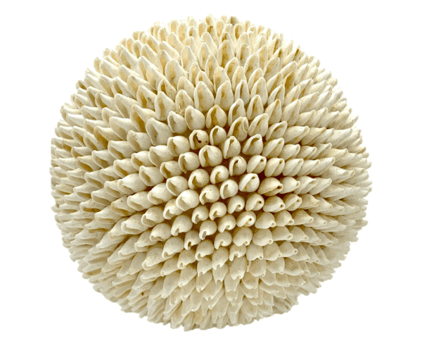 Ball 15 - White Shell Ball