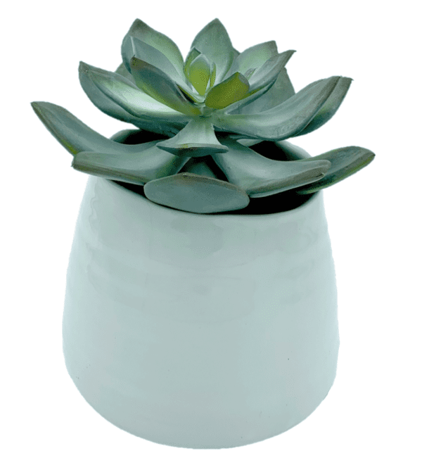 Arrangement 31 - Cactus in Round White Vase