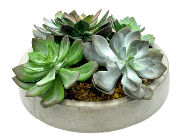 Arrangement 37 - Assorted Cacti in Round Cement Vase