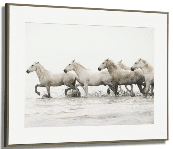 Art - Gallop