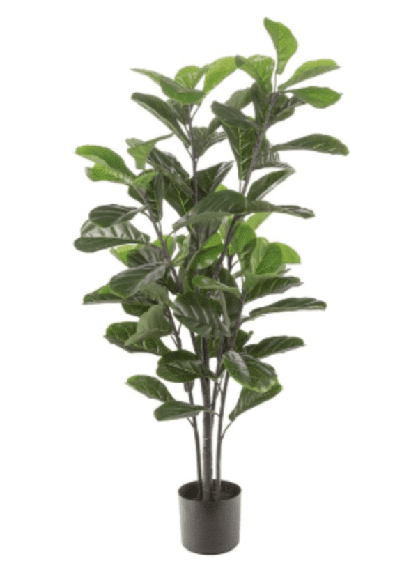 Plant 14 - Fuller Fig Tree