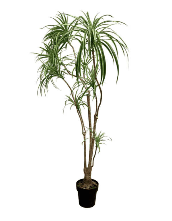 Plant 16 - Spider Plant Tree