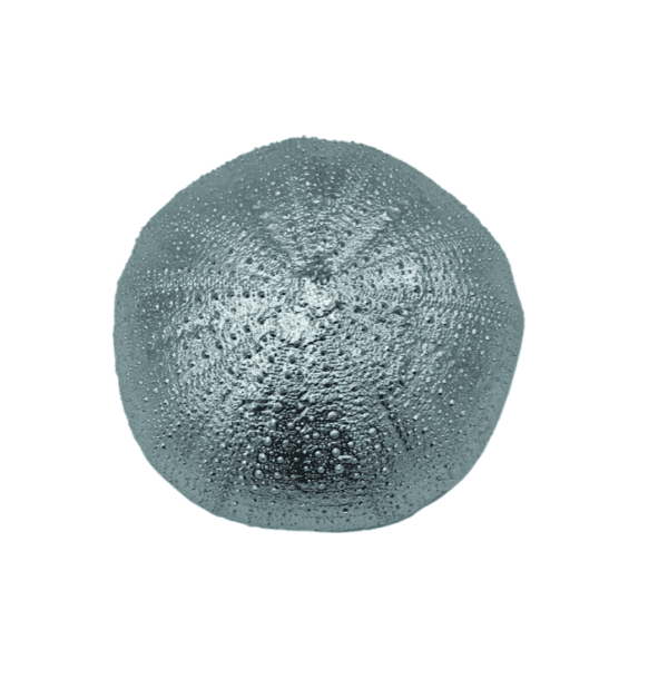 Silver Sea Urchin