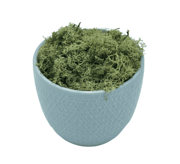 Arrangement 75 - Moss in Light Blue Vase