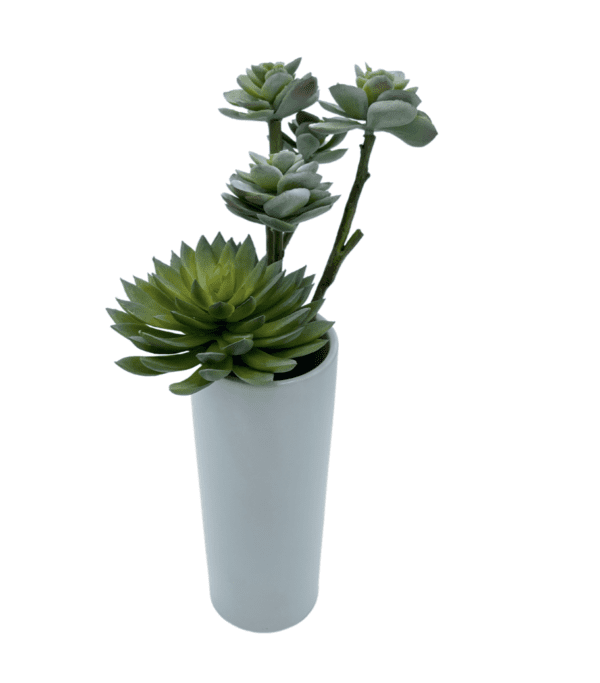 Arrangement 77 - Succulents in White Ceramic Vase