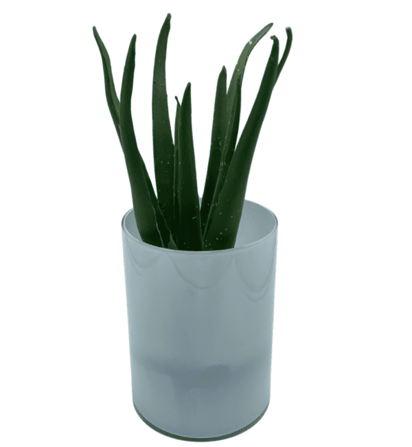Arrangement 87 - Aloe Plant in White Vase