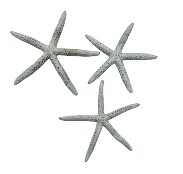 Ivory Starfish Small (Set of 3)