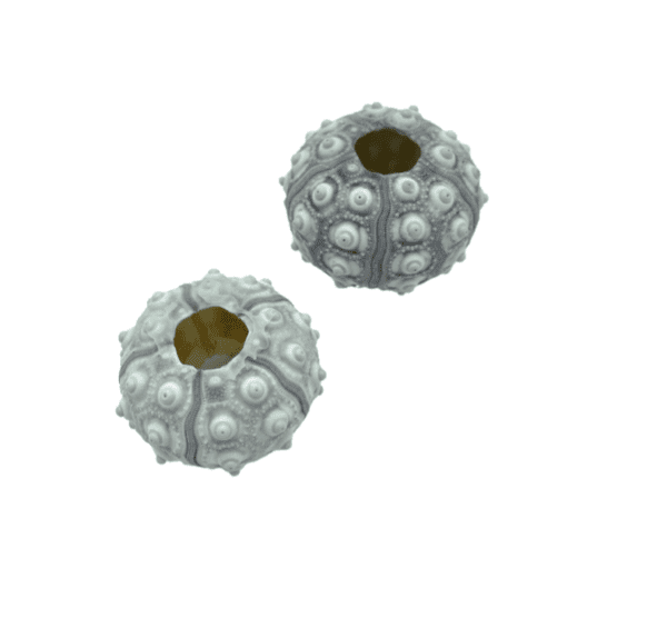 Sputnik Sea Urchin Shells (Set of 2)