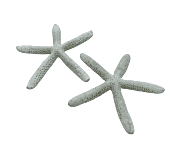 Ivory Starfish Medium (Set of 2)