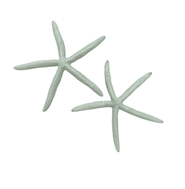 Ivory Starfish Large (Set of 2)