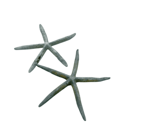 Grey Starfish Large (Set of 2)