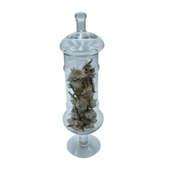 Mixed Shells in a Tall Glass Jar