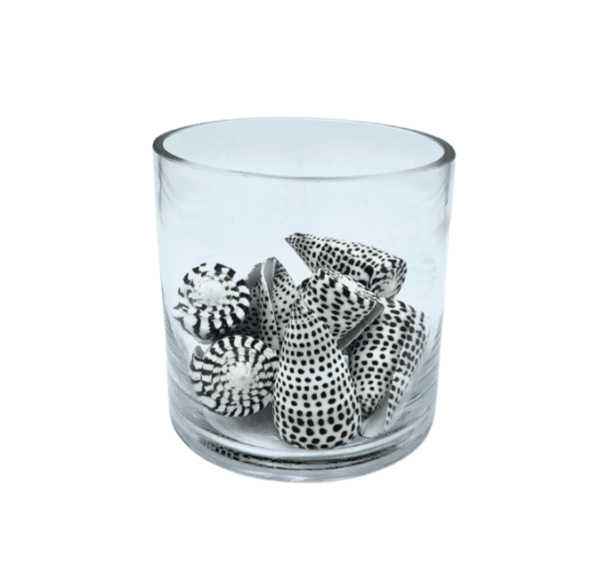 Brown/Ivory Shells in Glass Cylinder