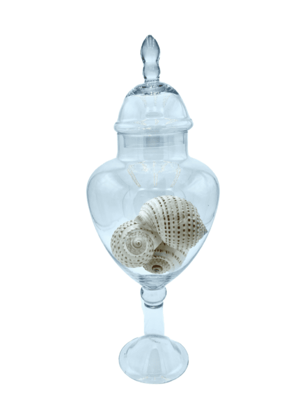 Conch Shells in an Apothecary Jar