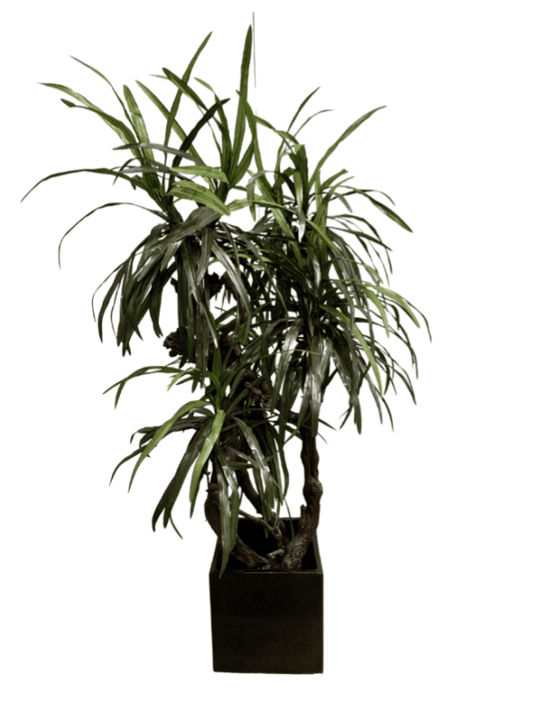 Plant 19 - Beech Tree in Black Planter