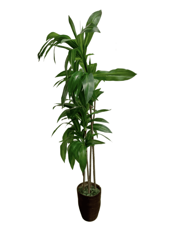Plant 18 – 4 Stemmed Green Leaf Plant in Brown Planter