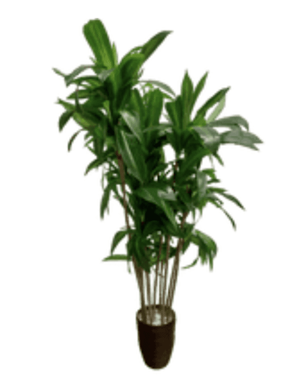 Plant 17 - Green Leaf Plant in Brown Planter